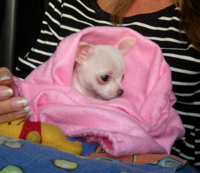 bianca_blanket_hot_pink.jpg