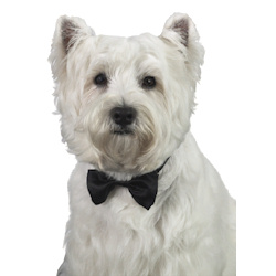 Satin Bow Tie - Black