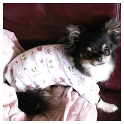 PAJAMAS PRINCESS (Pet Boutique)
