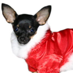 CHRISTMAS COAT WITH FUR (Pet Boutique)